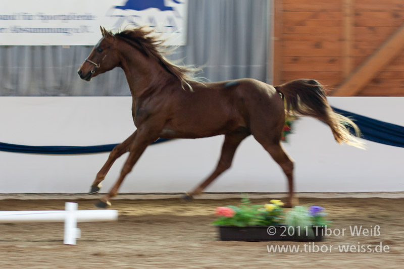 Nib Durash Star (Hol)