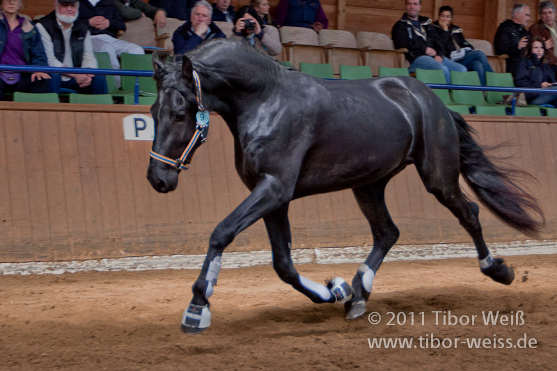 Abel van de Livensdael