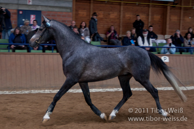 Gazal-706 (Nasrallah)