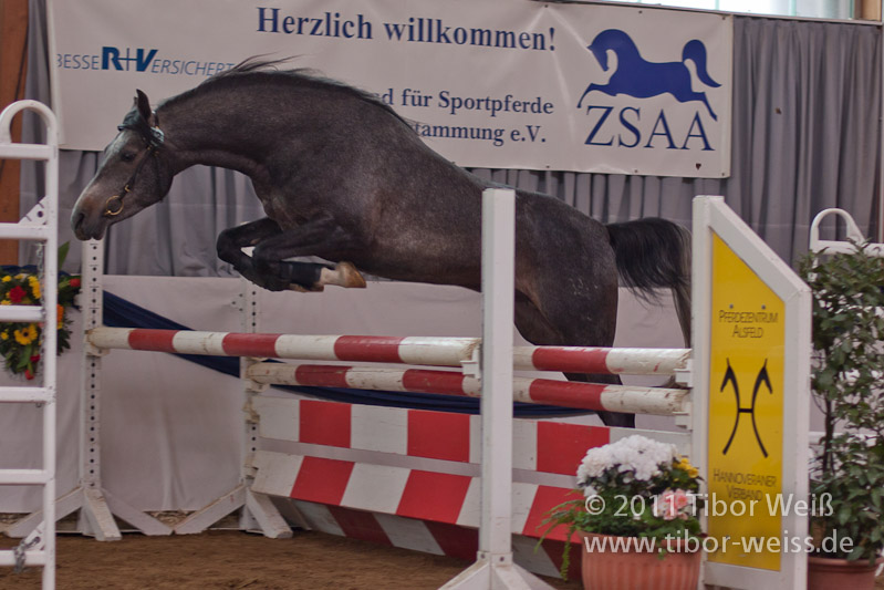 Gazal-706 (Nasrallah)